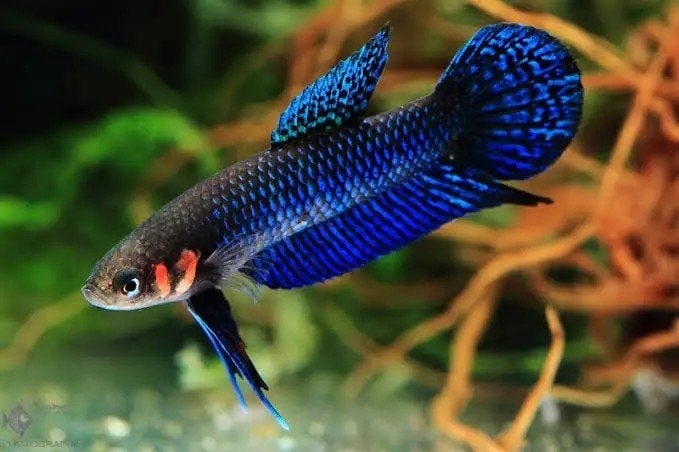 Betta Hendra, Dieren en Toebehoren, Vissen | Aquariumvissen, Vis, Zoetwatervis