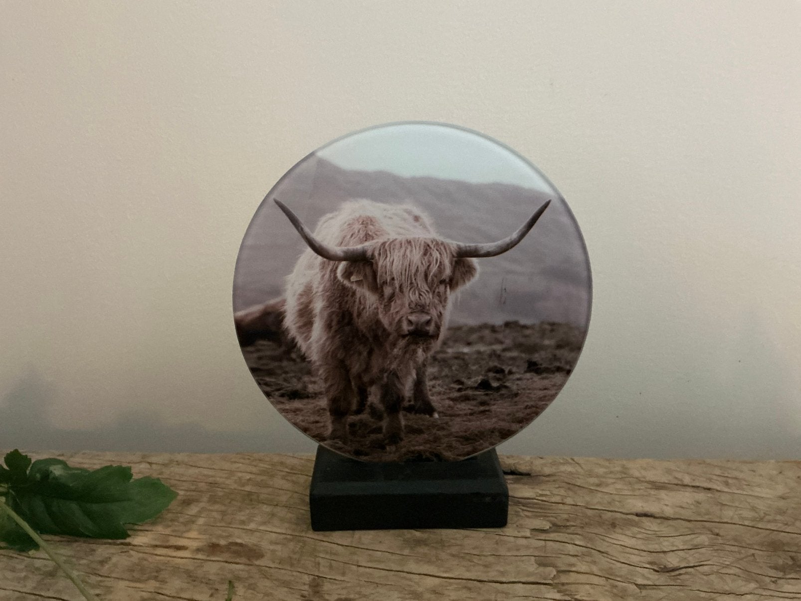 NIEUW glas schilderijtje met Schotse Hooglander en houder, Ophalen of Verzenden, Nieuw, Schilderij