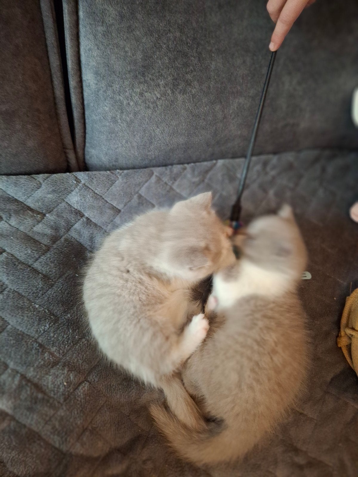 Foto 16 van Britse bicolor kittens