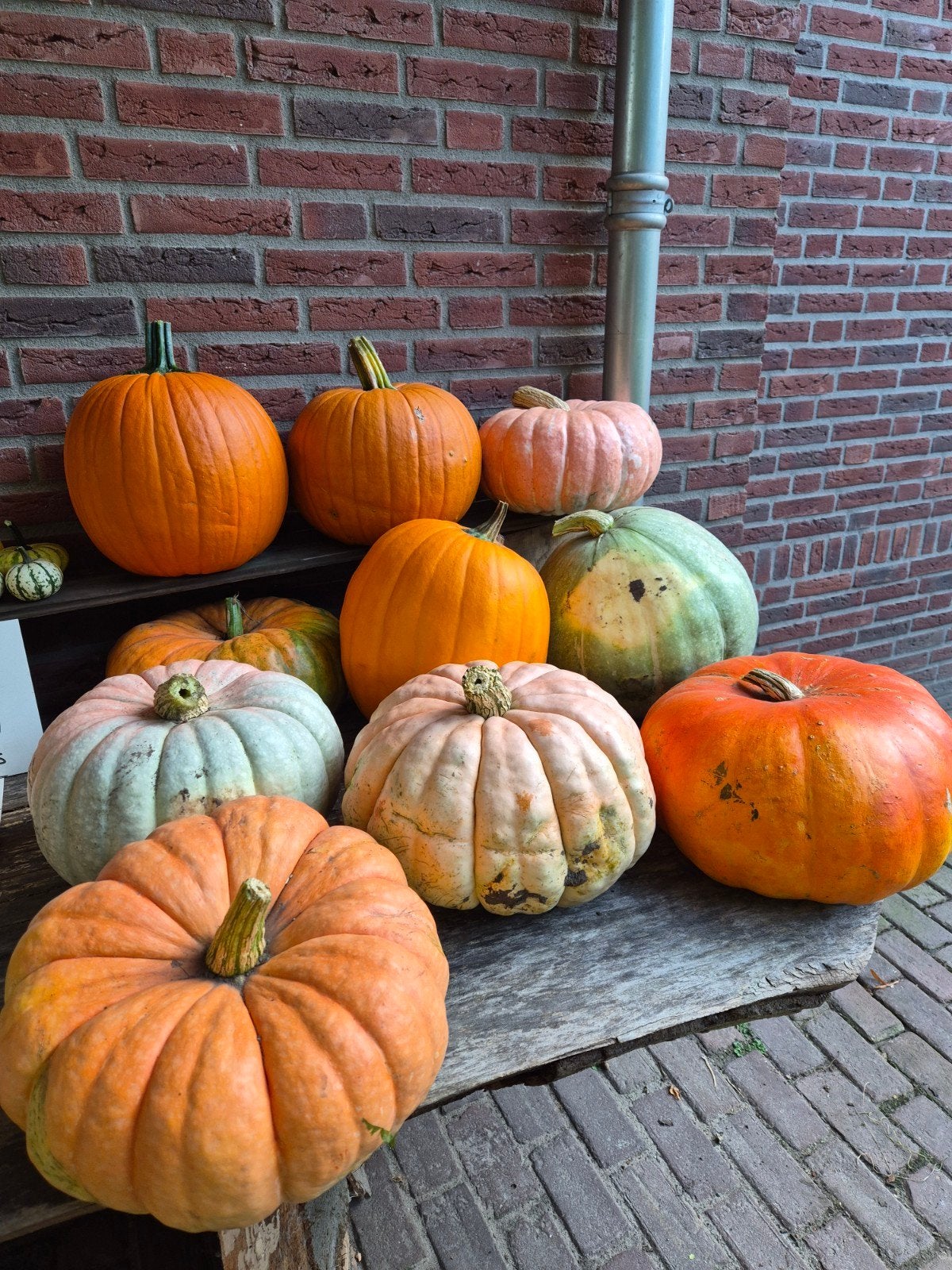Pompoenen, Ophalen, Nieuw
