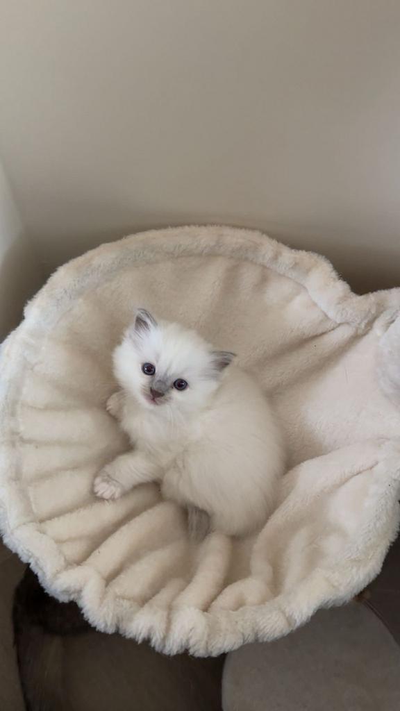 Exclusieve Ragdoll kittens, Meerdere dieren, Gechipt, 0 tot 2 jaar