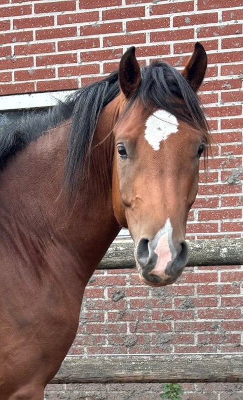 Equicenter power boy, 4 jarige ruin, Met stamboom, Ruin, Dressuurpony, Zadelmak