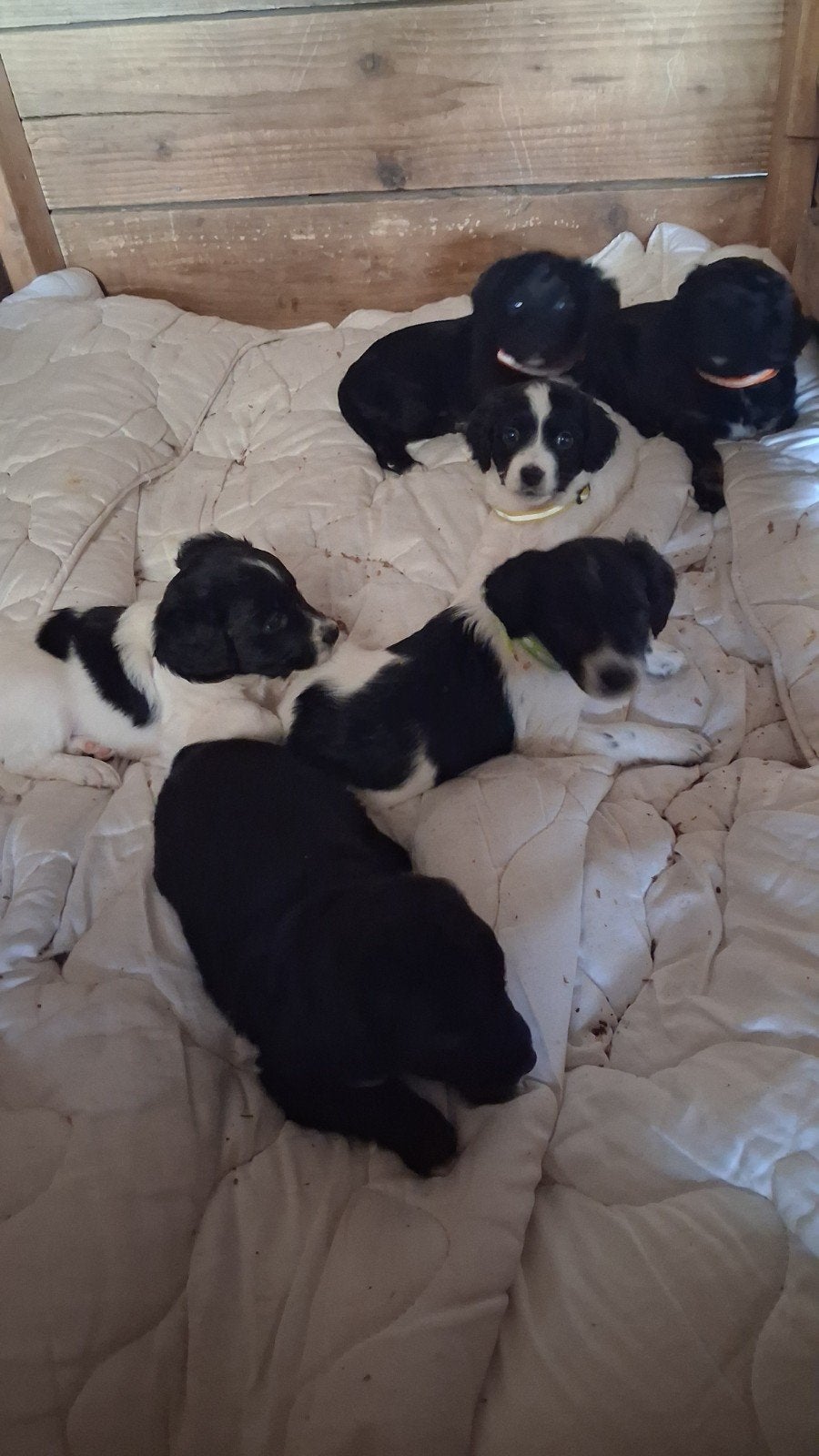 nog 1  jonge stabij pup, Meerdere, Meerdere dieren, Middel, Nederland