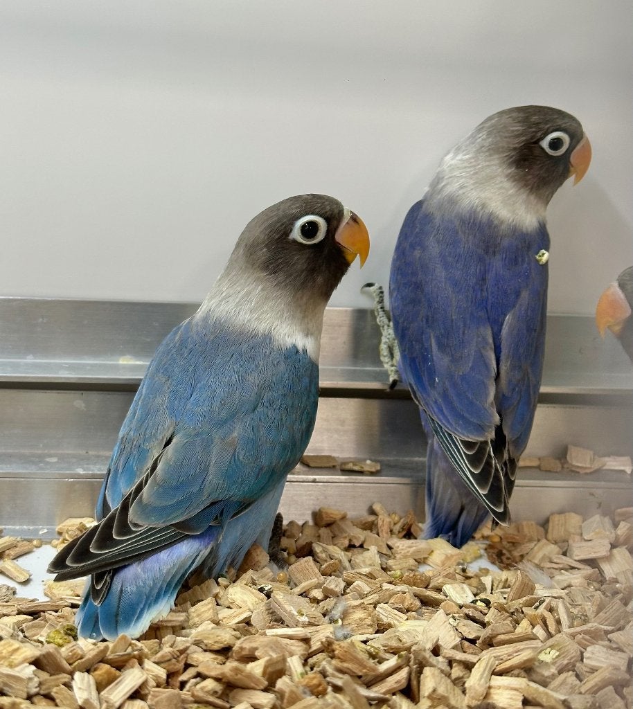 Personata's blauw, Meerdere dieren, Dwergpapegaai of Agapornis, Tam