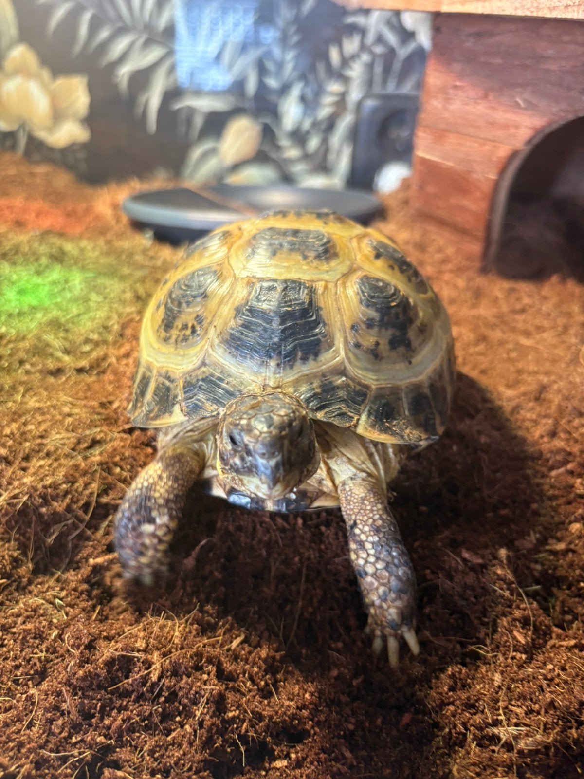Testudo horsfieldii man Tortoise - male for sale from robin