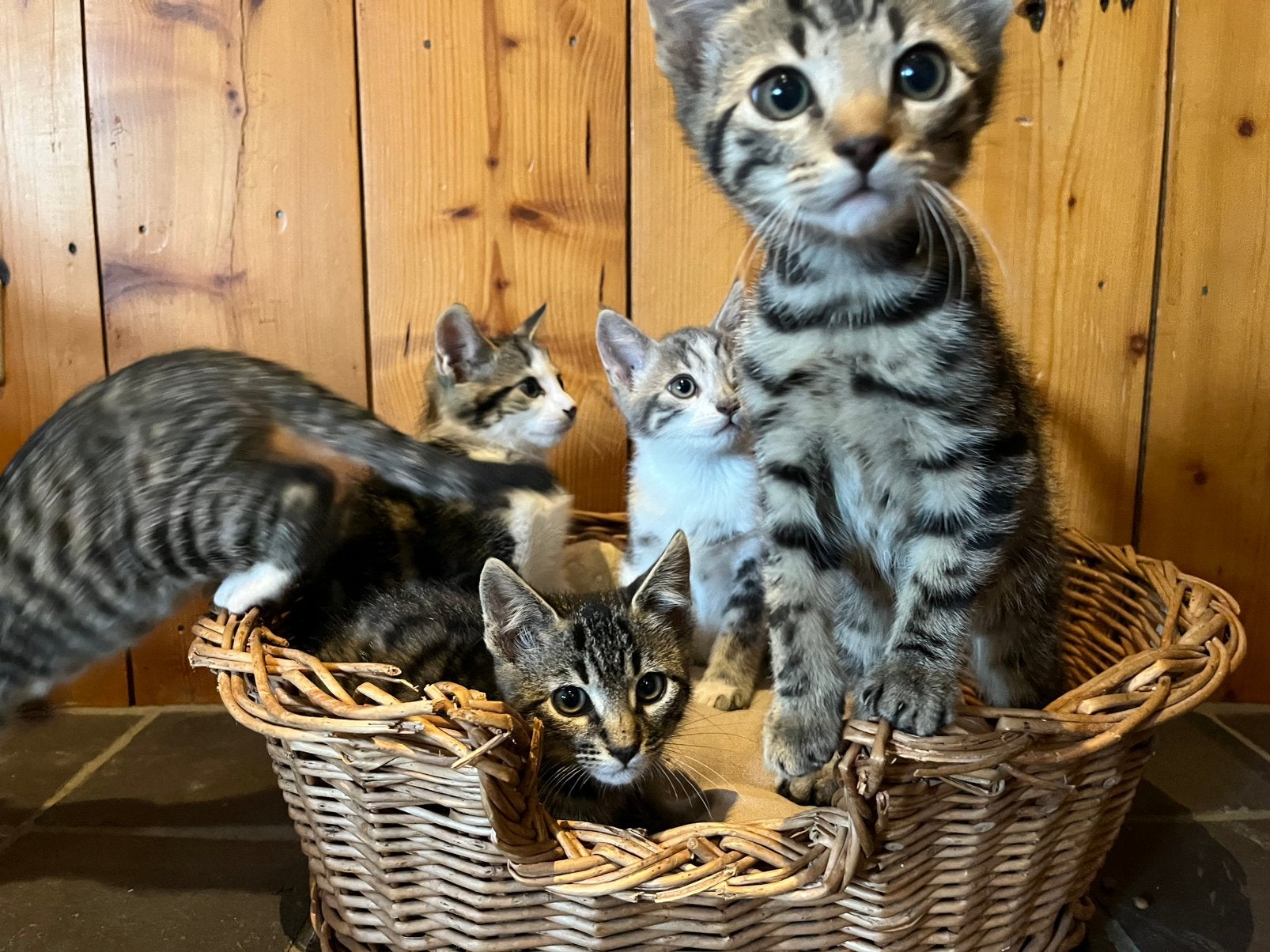 Prachtige kittens, Meerdere dieren, Kortharig, 0 tot 2 jaar