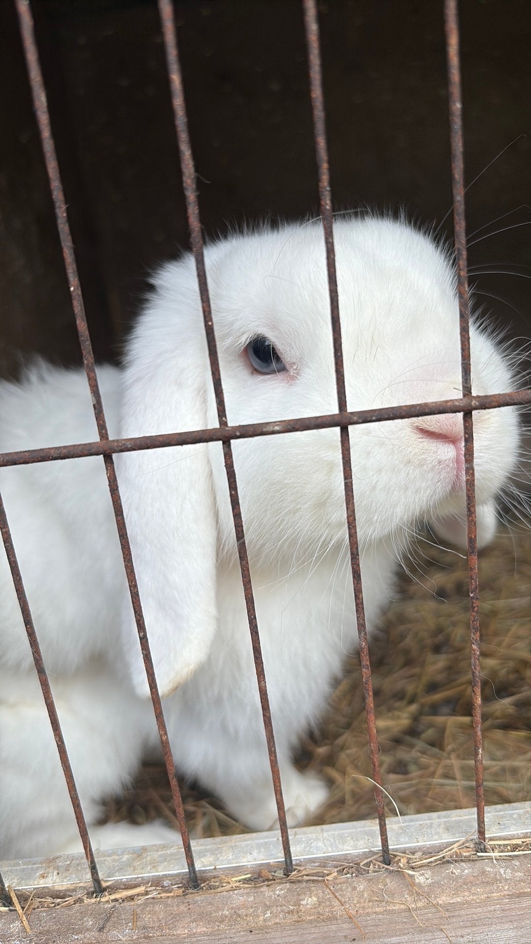Gratis konijnen, Meerdere dieren, Middelgroot