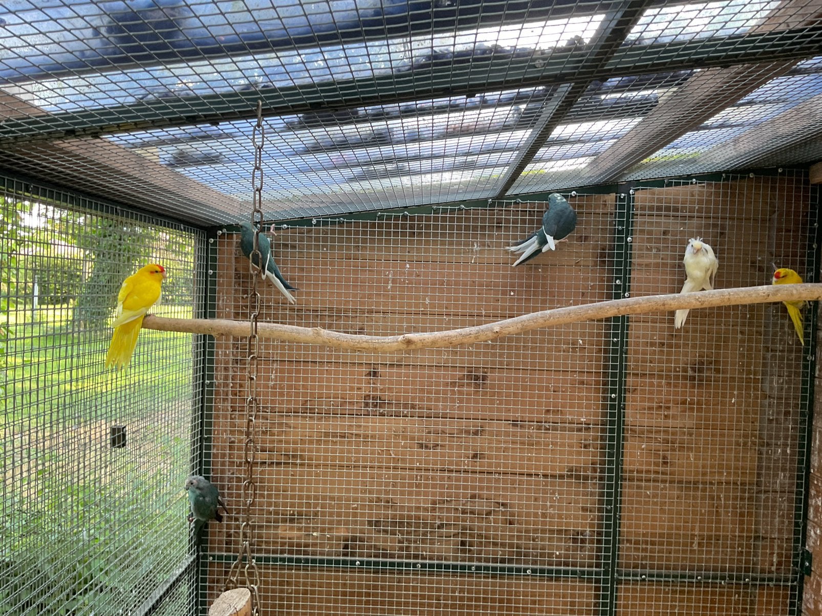 Te koop blauwe Kakariki, Meerdere dieren, Parkiet, Geringd