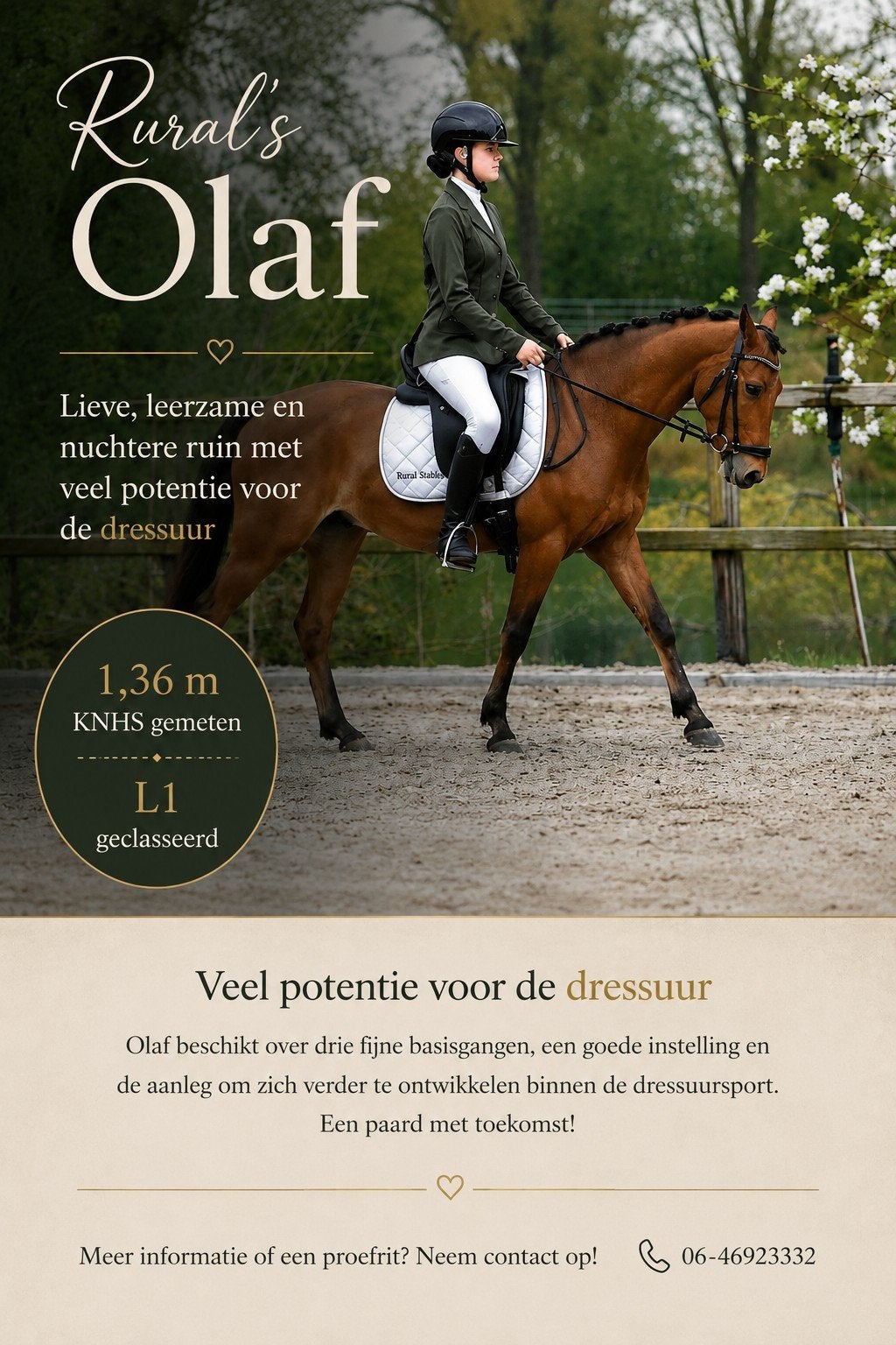 c pony te koop, Dieren en Toebehoren, Paarden, Ruin, Dressuurpaard