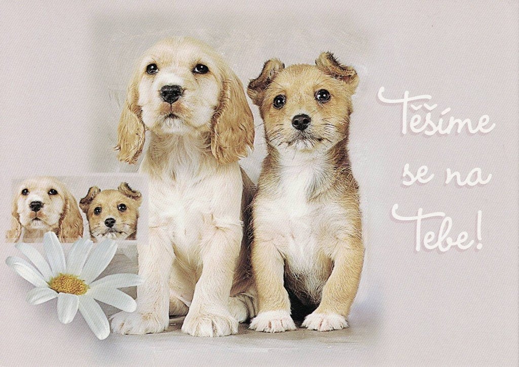 Hond links Cocker Spaniel pup andere Terrier pup 494, Verzamelen, Ophalen of Verzenden, 1980 tot heden, Ongelopen, Hond of Kat