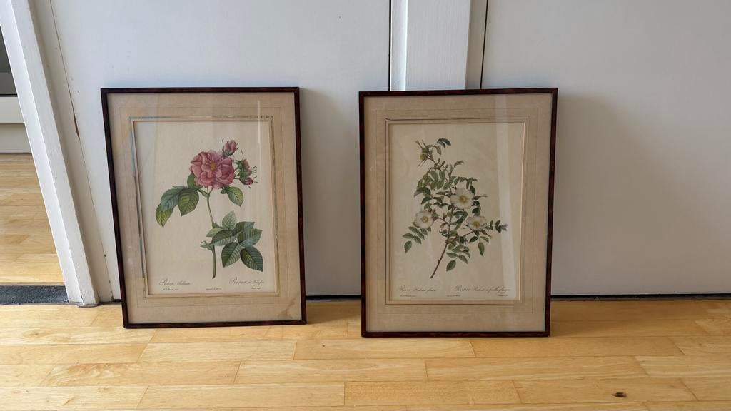 2 ingelijste botanische prints van rozen, P J Redoute Pina, Antiek en Kunst, Kunst | Tekeningen en Foto's, Ophalen