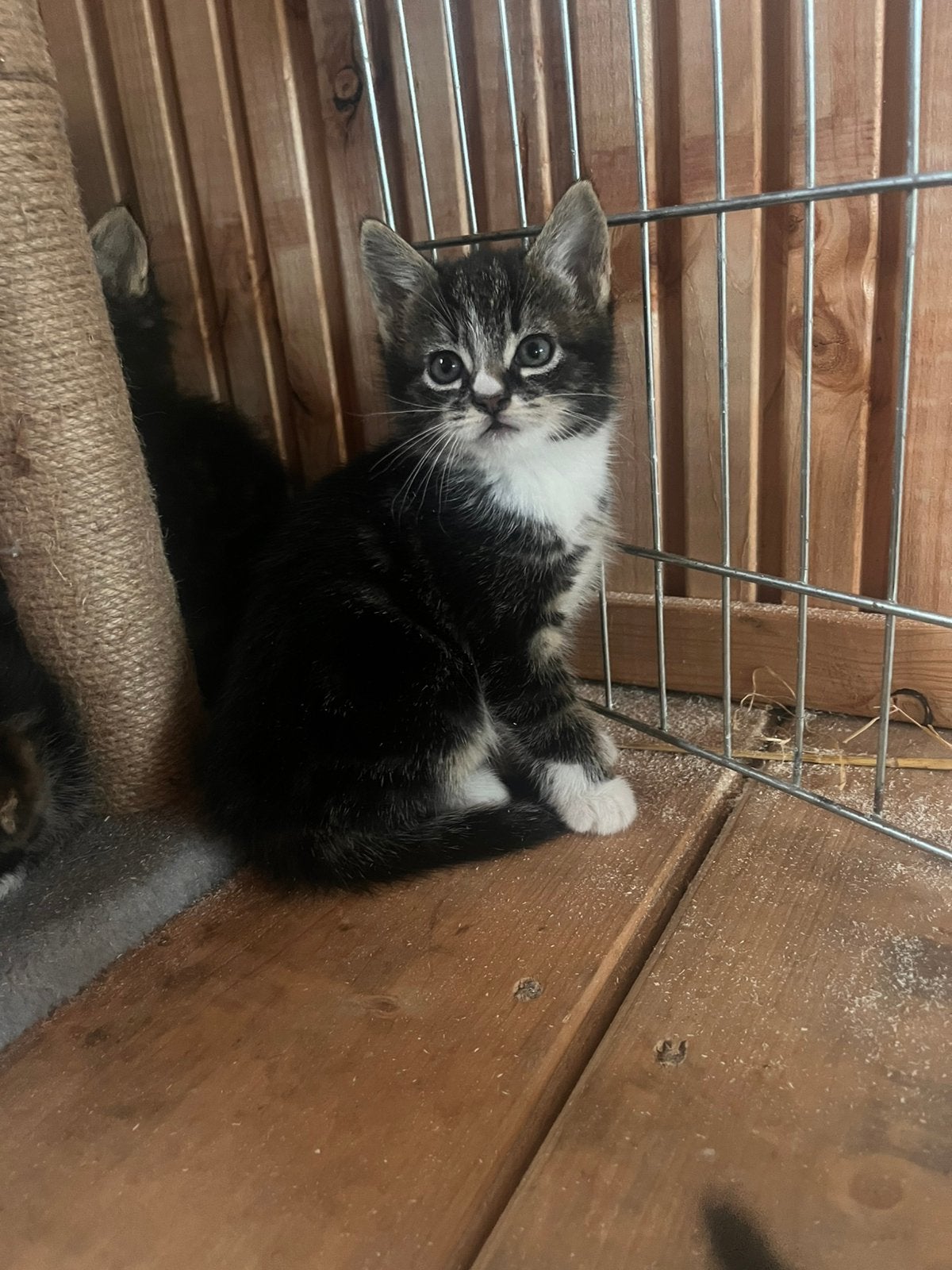 NOG 3 prachtige kittens te koop!!, Dieren en Toebehoren, Katten en Kittens | Overige Katten, Meerdere dieren, Kortharig, 0 tot 2 jaar