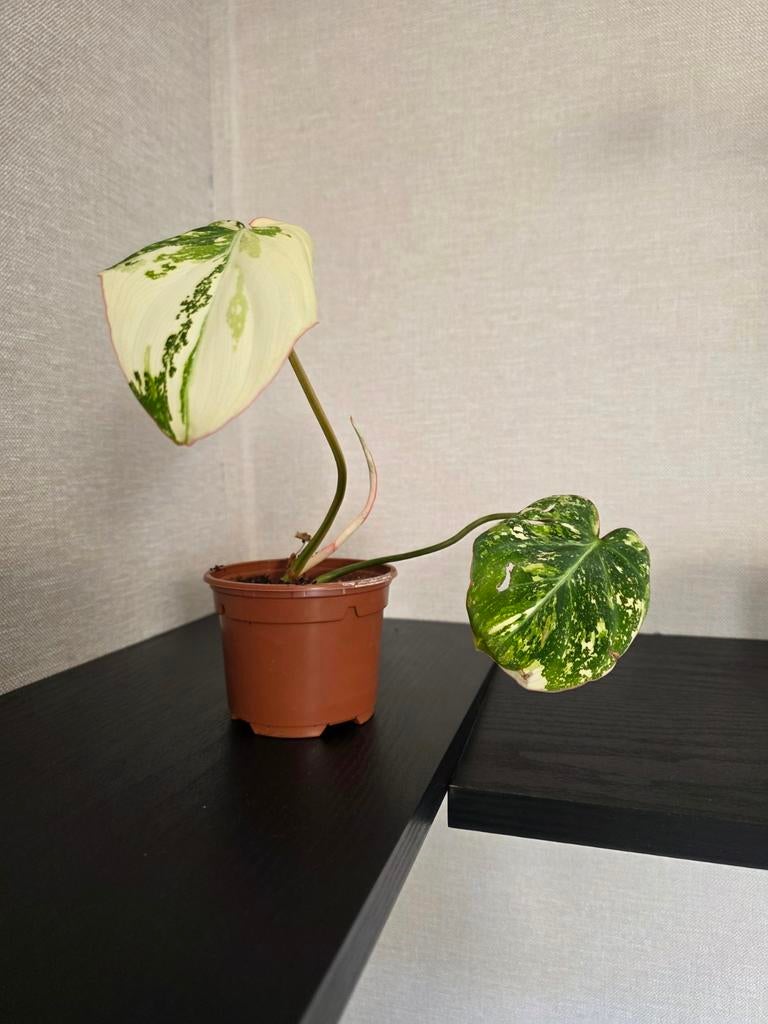 Philodendron Gloriosum Tricolor, Ophalen of Verzenden, Overige soorten, Volle zon