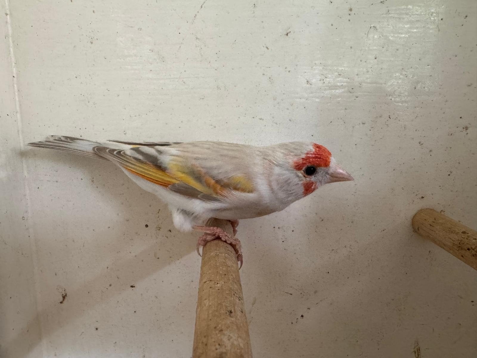 putter x kanarie, Dieren en Toebehoren, Vrouwelijk, Wildzangvogel, Geringd