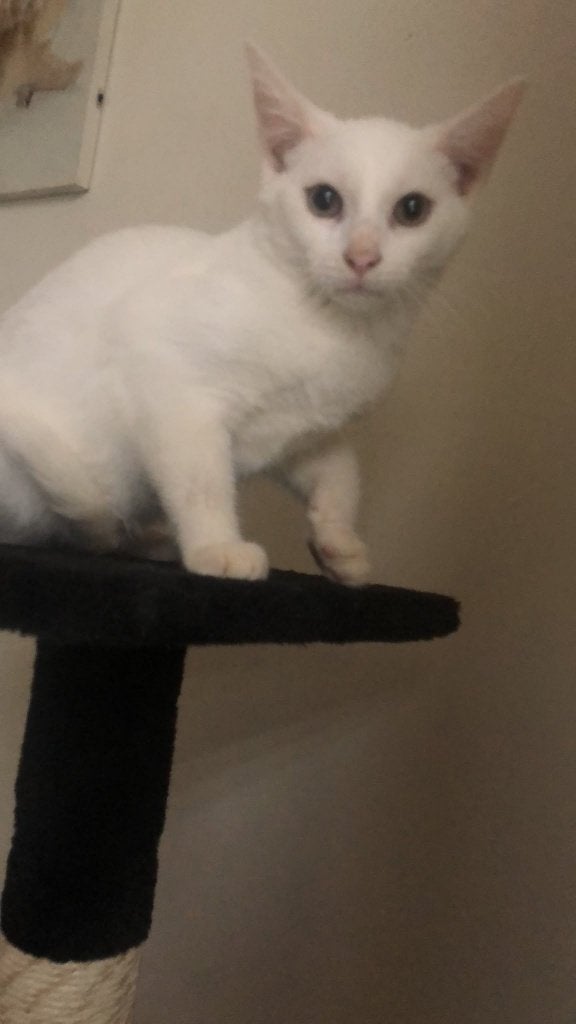 Mooie Gezonde Angora witte kittens te koop, Dieren en Toebehoren, Meerdere dieren, Gechipt, 0 tot 2 jaar