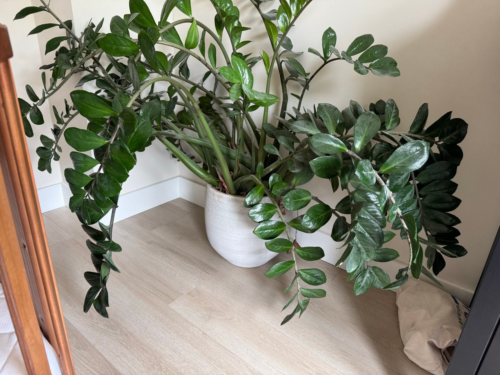 Grote Zamioculcas plant in pot, Huis en Inrichting, Kamerplanten, Ophalen, 100 tot 150 cm, Overige soorten, Halfschaduw