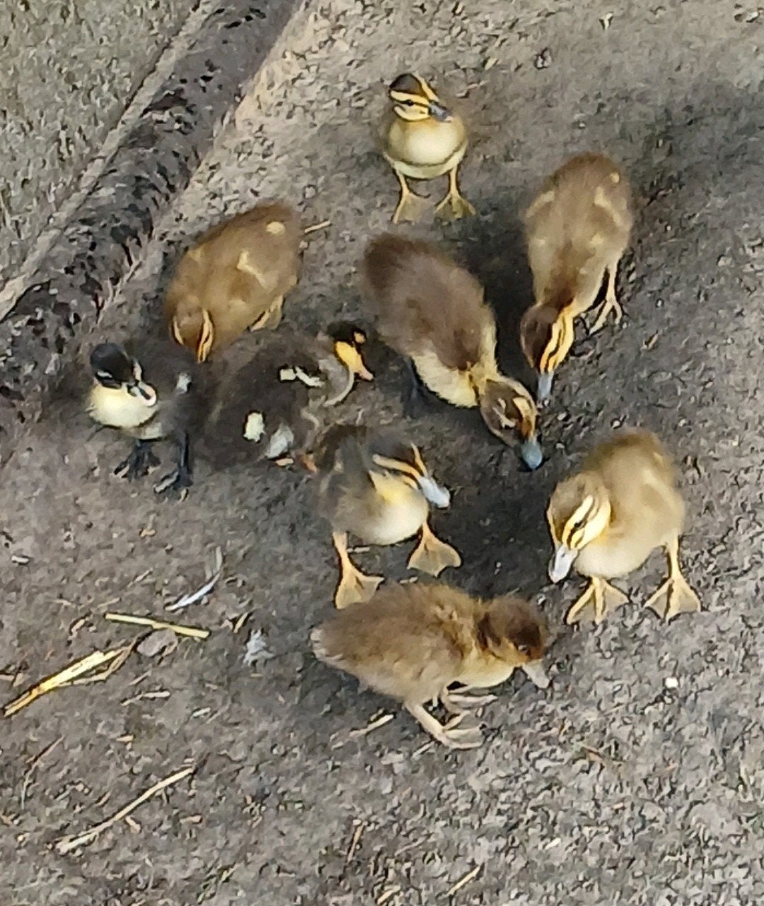 Jonge loopeenden, Dieren en Toebehoren, Pluimvee, Meerdere dieren