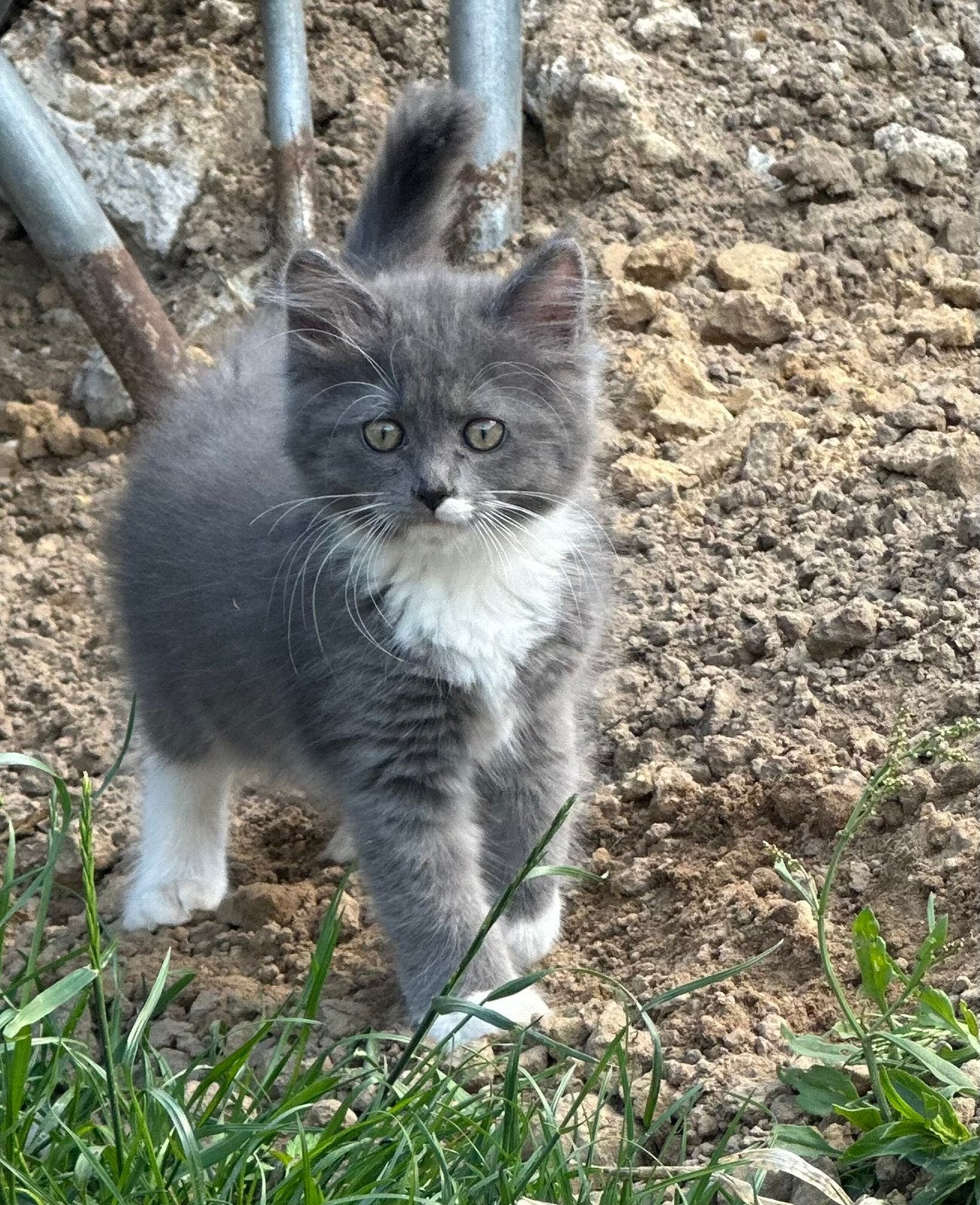 Maincoon / ragdoll Kitten te koop, Poes, 0 tot 2 jaar