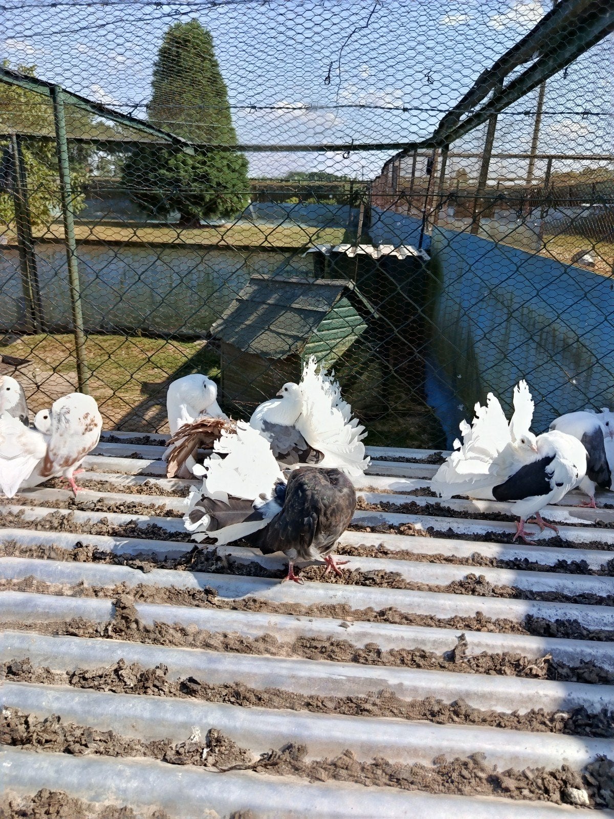 Prachtige Pauwstaartduiven te koop, Dieren en Toebehoren, Vogels | Duiven, Meerdere dieren