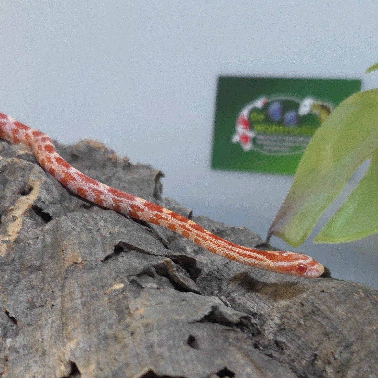 Rattenslang Rat Snake photo 2