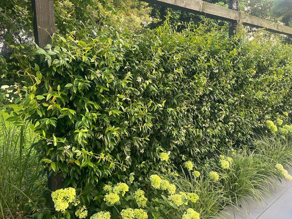 Toscaanse Jasmijn, met licht gele bloem 175 cm hoog!!!!, Ophalen, Volle zon, Vaste plant, Klimplanten