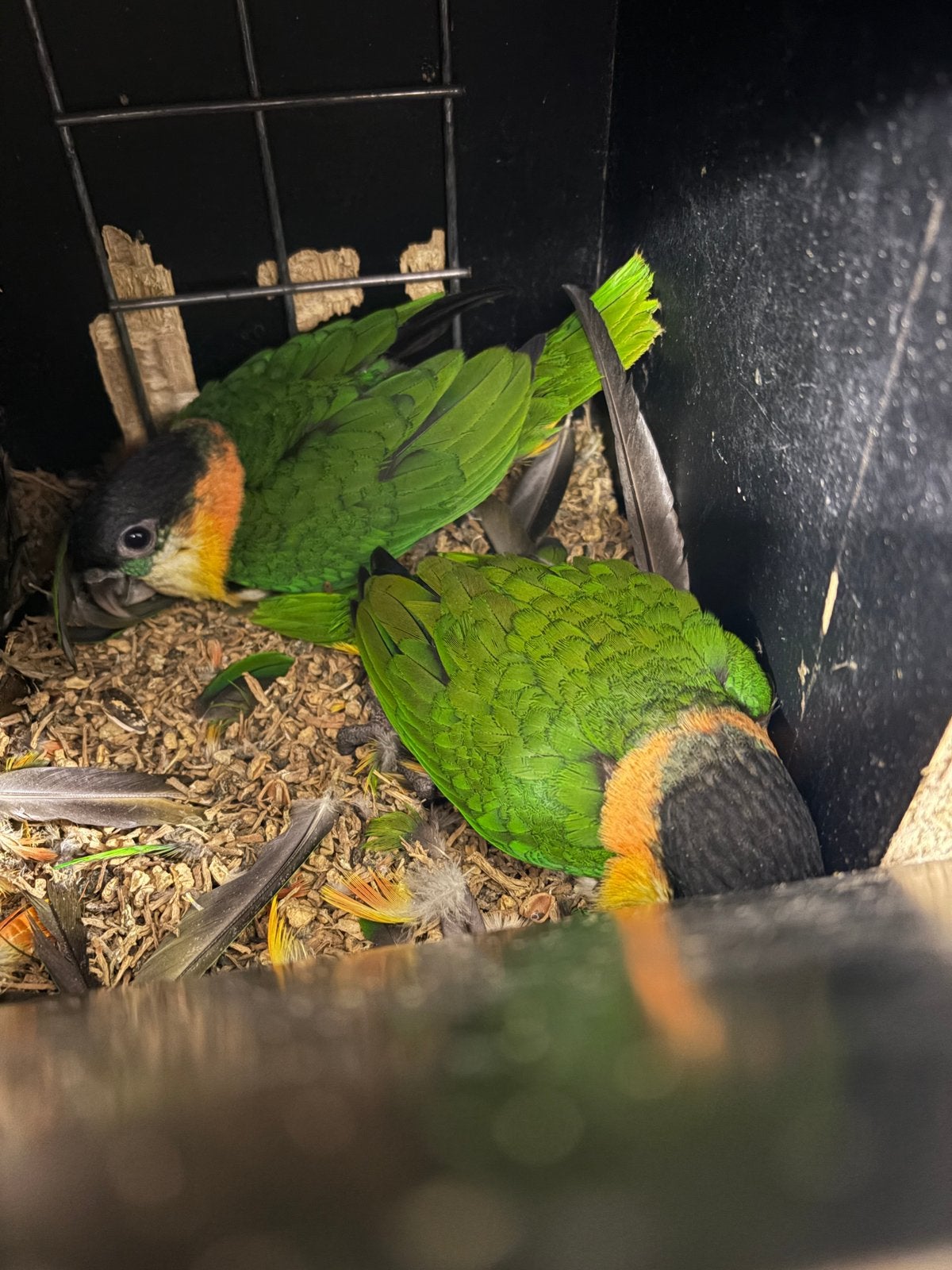 zwartkop caique, Geslacht onbekend, Papegaai, Geringd
