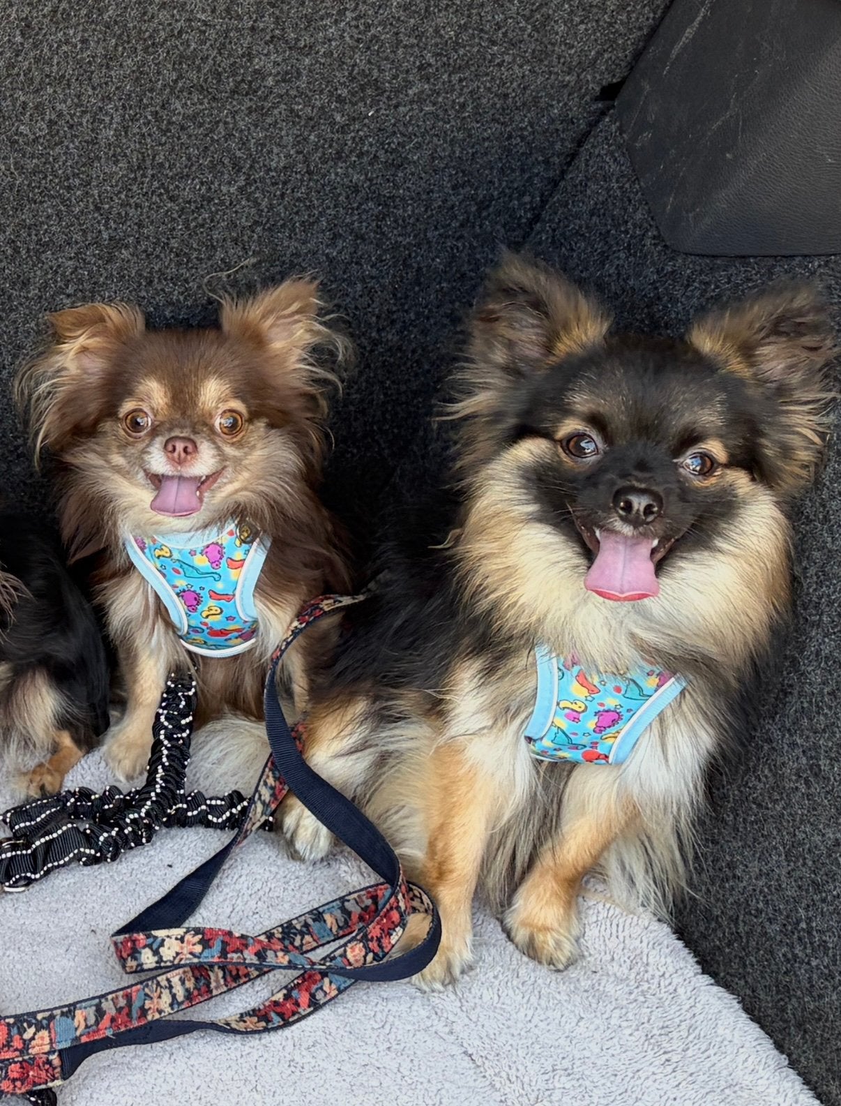 Chihuahua reu staat ter dekking (dekreu is niet te koop!), Dieren en Toebehoren, Reu, CDV (hondenziekte), 1 tot 2 jaar, Eén hond
