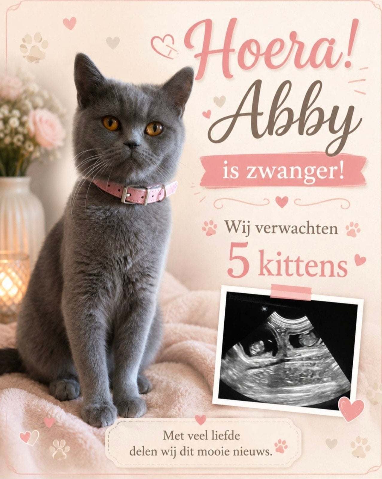 britse korthaar kittens verwacht, Geslacht onbekend, Ontwormd, 0 tot 2 jaar