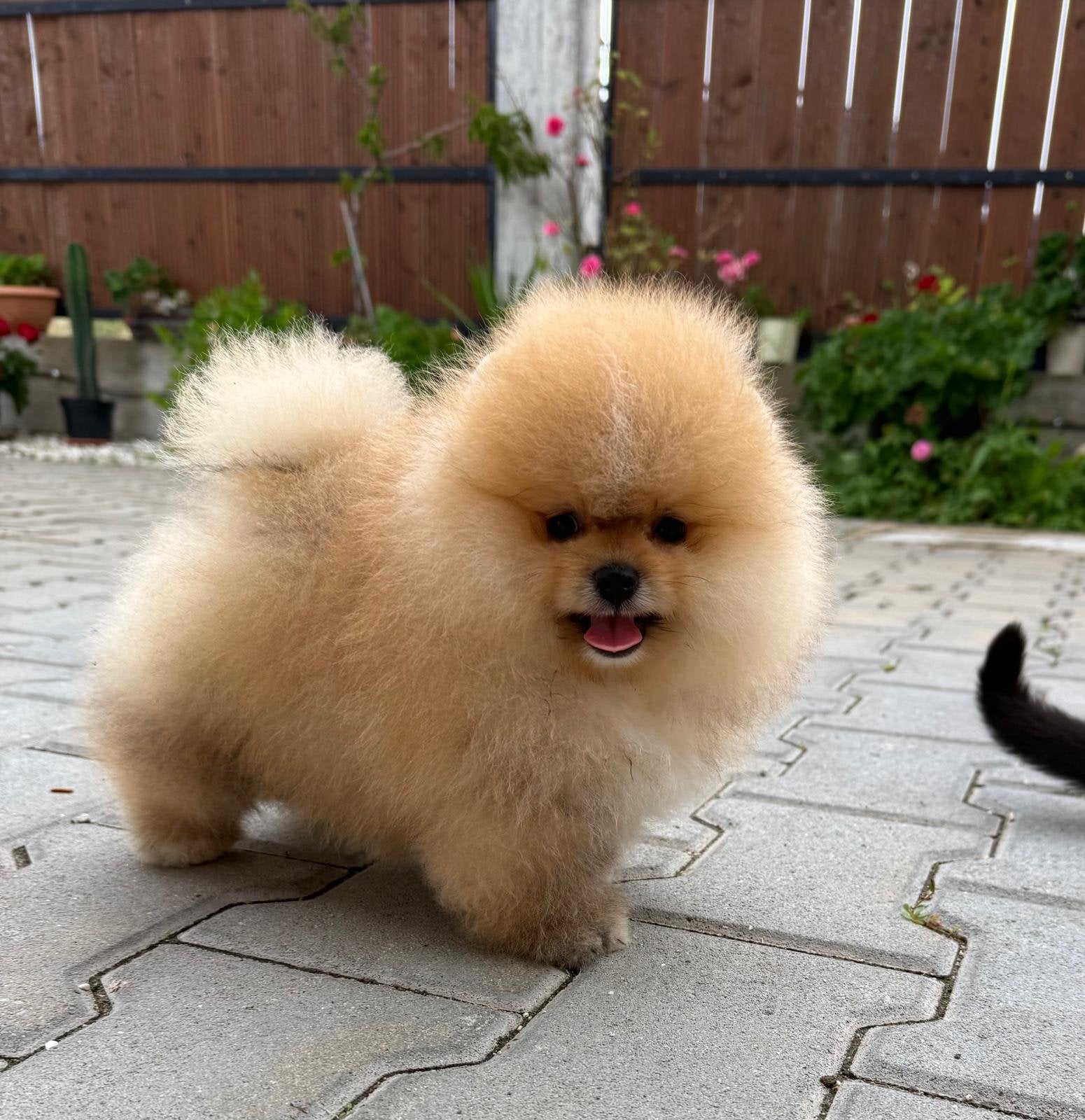 Pomeriaan pup, Reu, 8 tot 15 weken, Buitenland, Parvo