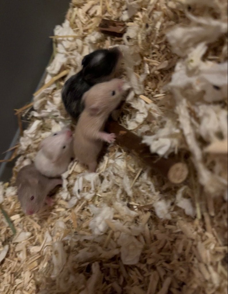 Goudhamster, Dieren en Toebehoren, Hamster, Geslacht onbekend, Tam, September
