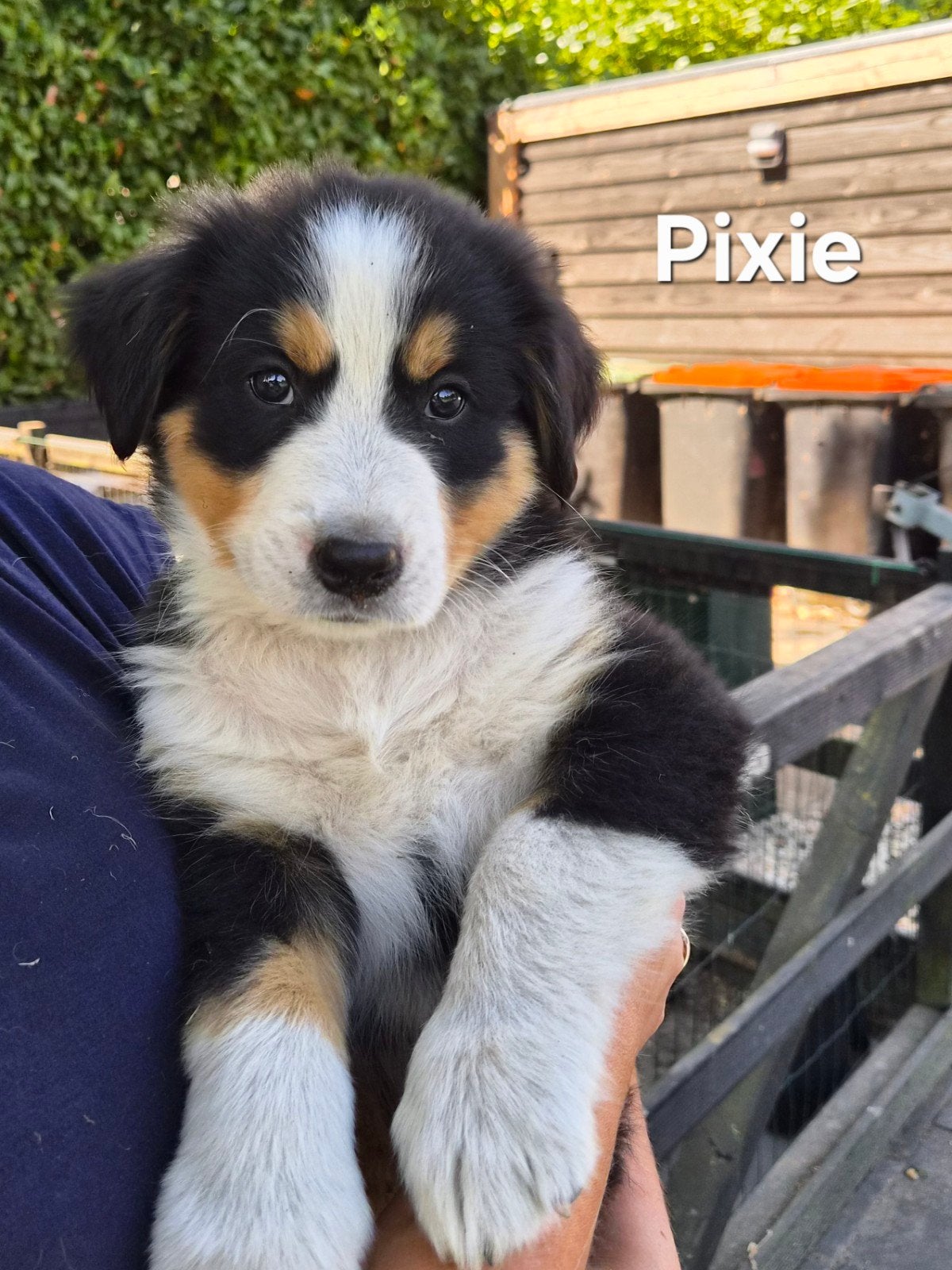 Berner sennen pup, Parvo, 8 tot 15 weken, Groot, Meerdere