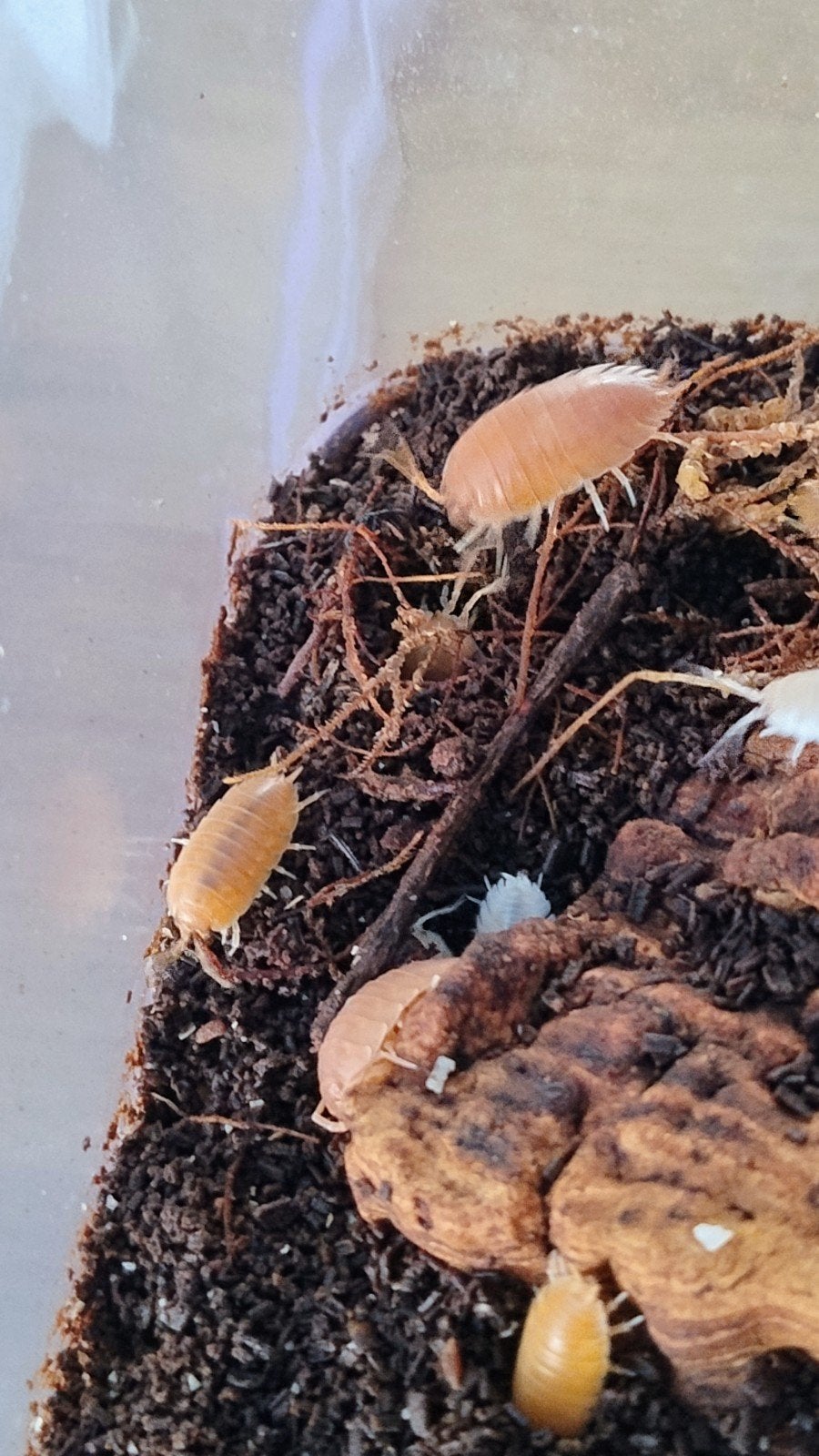Isopods, Dieren en Toebehoren, Overige soorten