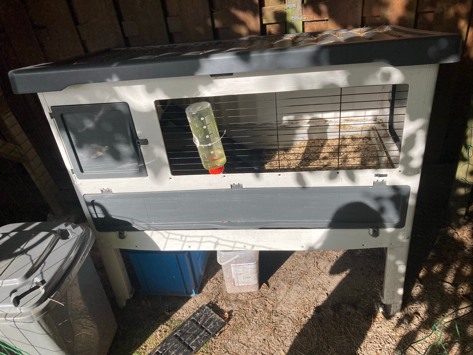 Cavia en konijnen  buiten hok met cavia, Dieren en Toebehoren, Geslacht onbekend, Tam, Maart, Cavia
