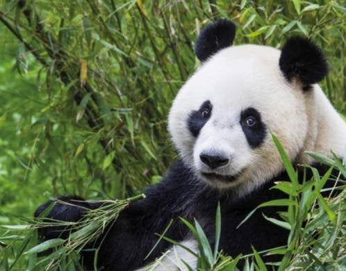 4 kaarten Ouwehands Dierenpark, Drie personen of meer, Ticket of Toegangskaart