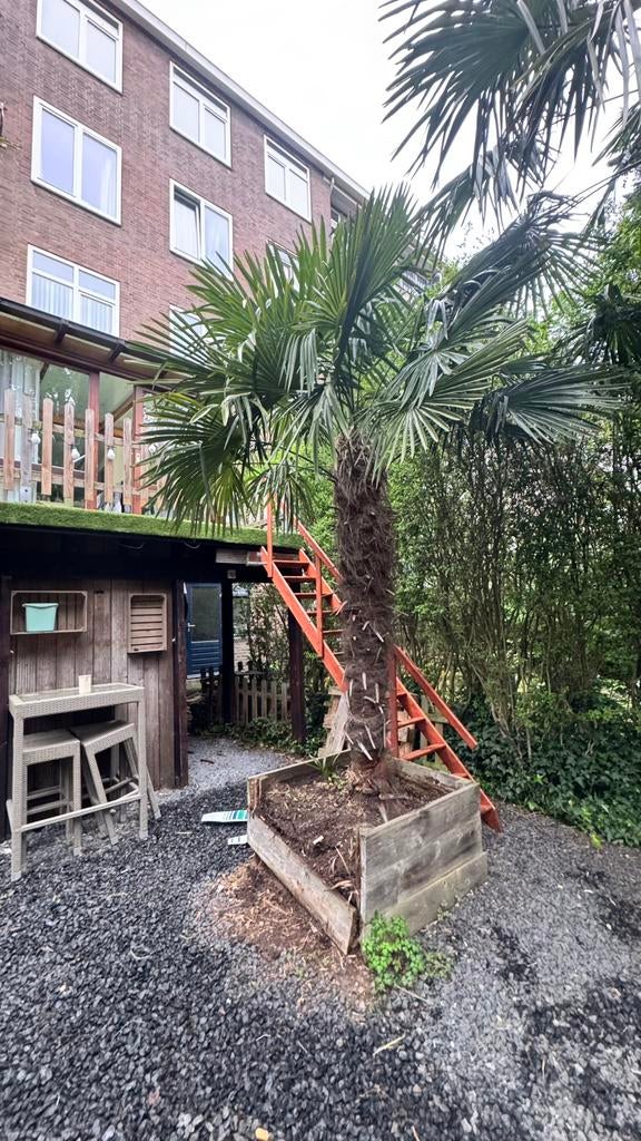 palm boom te koop, 100 tot 250 cm, Zomer, Palmboom, Ophalen