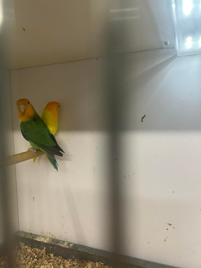 Agapornis roseicollis, Dieren en Toebehoren, Meerdere dieren, Dwergpapegaai of Agapornis