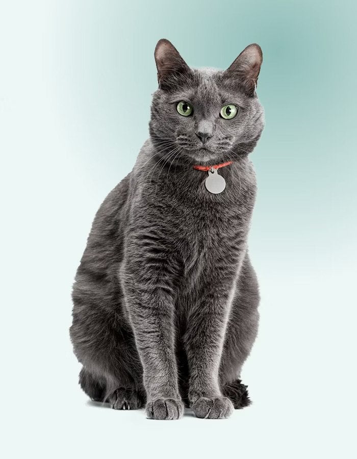 Kattenoppas aan huis!, Ophalen, Zo goed als nieuw, Hond of Kat, Beeldje of Figuurtje