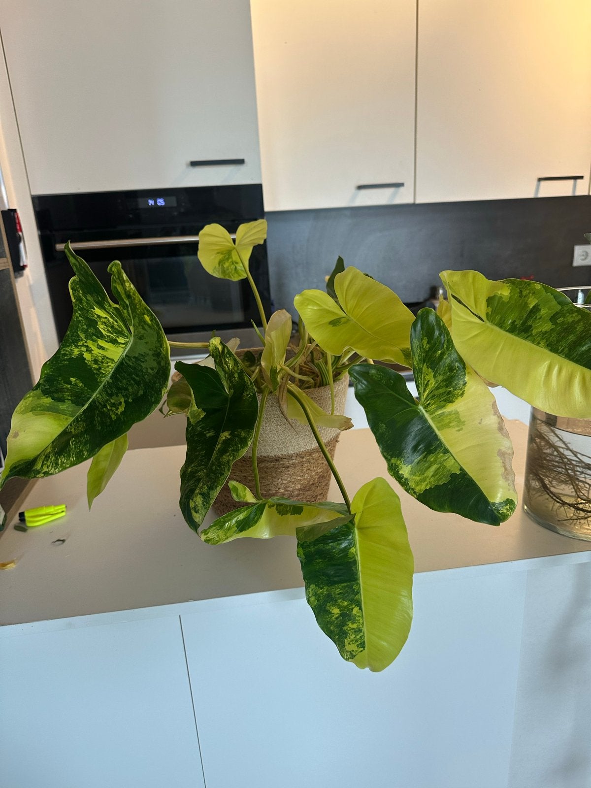Philodendron Burle Marx Variegata - Prachtige Kamerplant, Vaste plant, Bloeit niet, Halfschaduw, Ophalen
