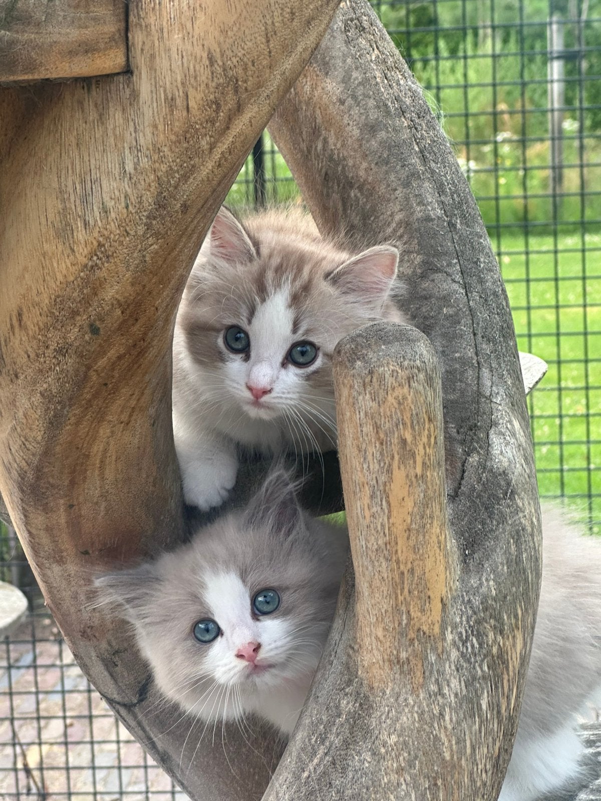 Ragdoll kitten (poesje) met STAMBOOM, mag verhuizen!, Dieren en Toebehoren, Katten en Kittens | Raskatten | Langhaar, Meerdere dieren