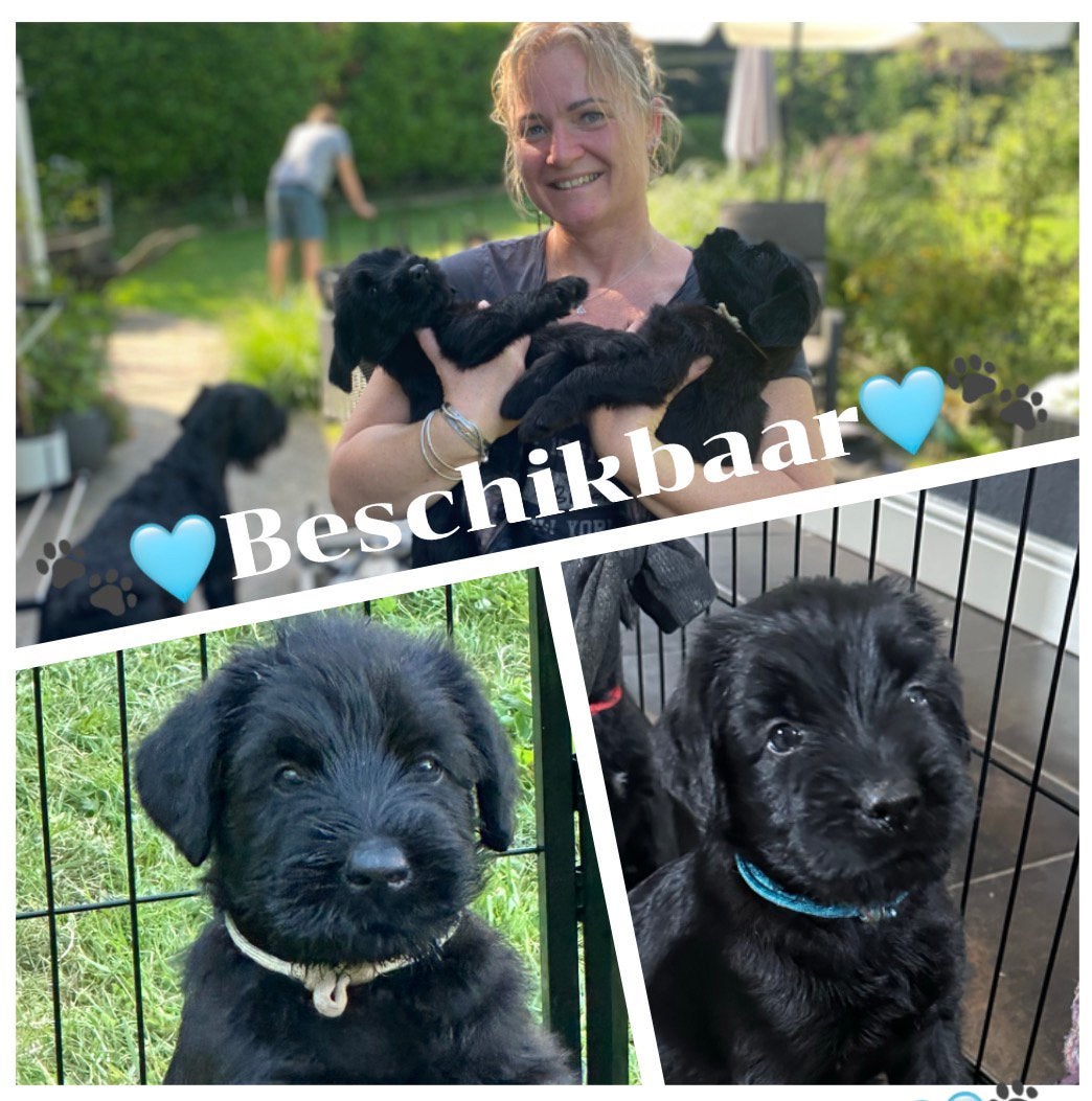 Riesen Schnauzer reutje - beschikbaar per 11 juli., 8 tot 15 weken, Parvo, Meerdere, Nederland