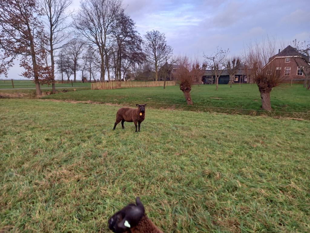 Mooie ooi te koop, Dieren en Toebehoren, Schapen, Geiten en Varkens