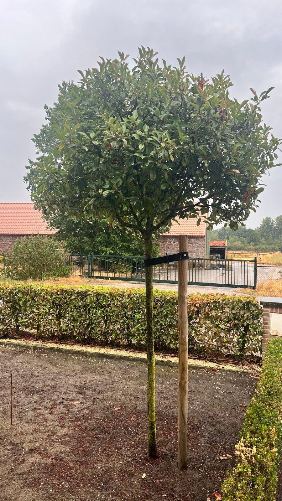 Mooie grote Glansmispel op stam - 4 x, 250 tot 400 cm, Zomer, Ophalen, Volle zon