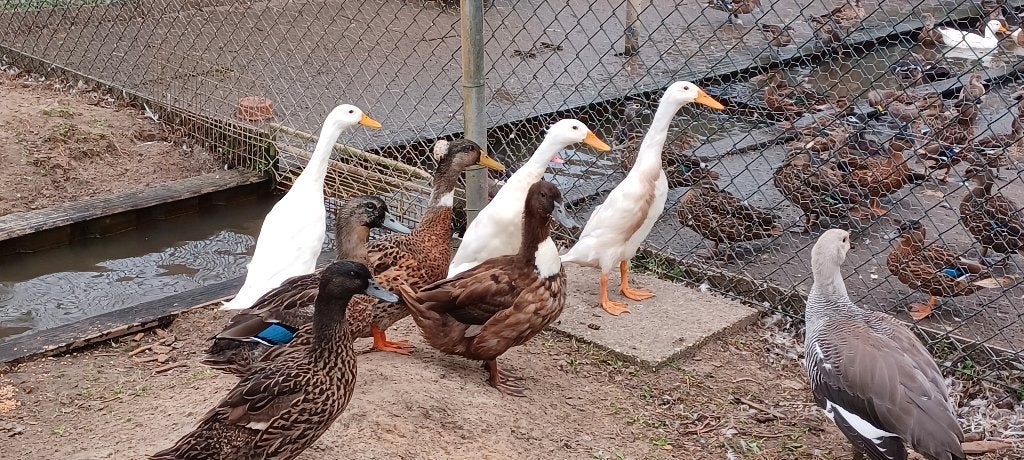 Loopeenden en Fleseenden, Dieren en Toebehoren, Pluimvee, Meerdere dieren, Eend