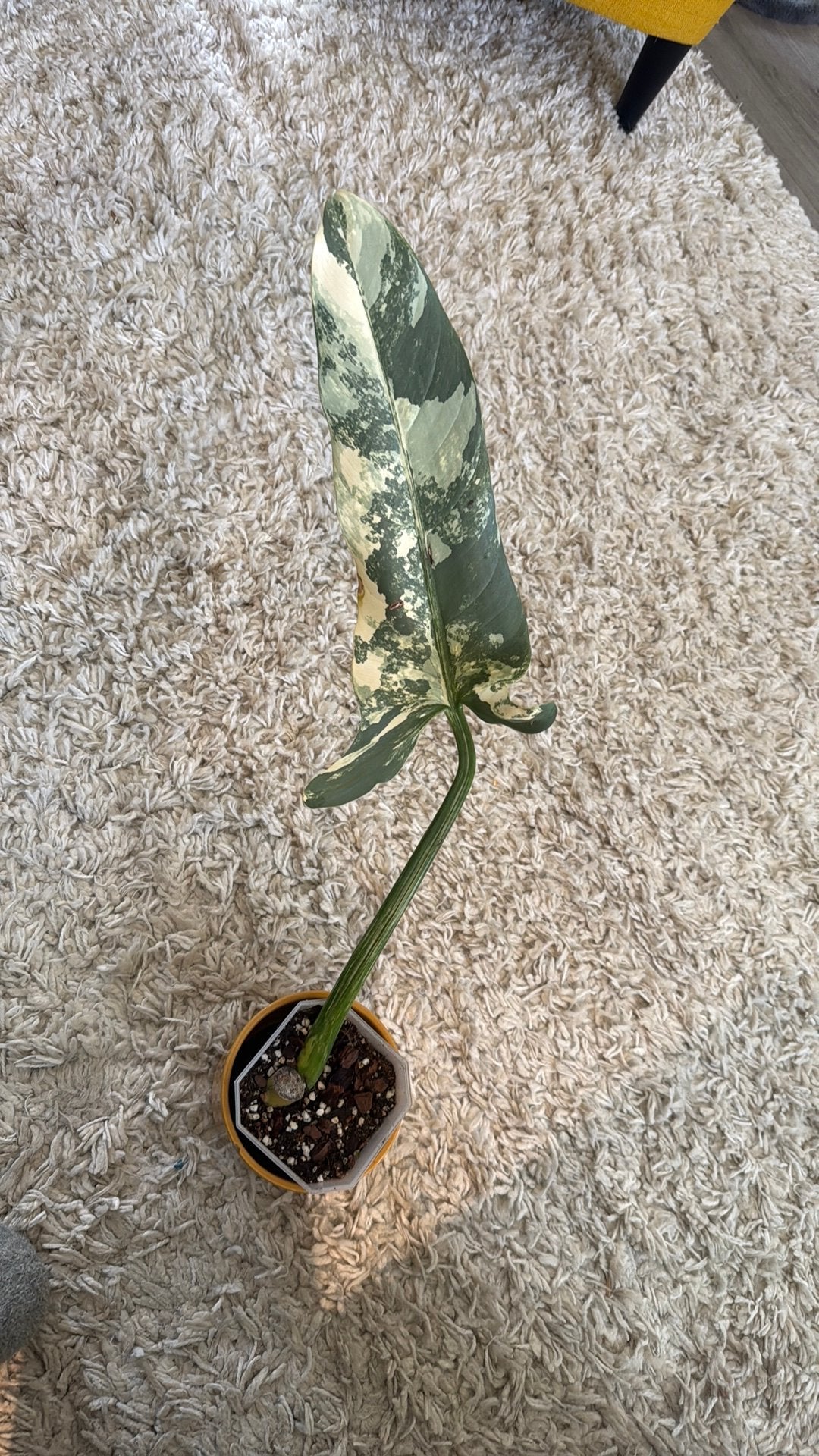 Stekken Philodendron Silver sword variegata (zeldzaam!), Bloeiende kamerplant, Ophalen, Halfschaduw, Minder dan 100 cm
