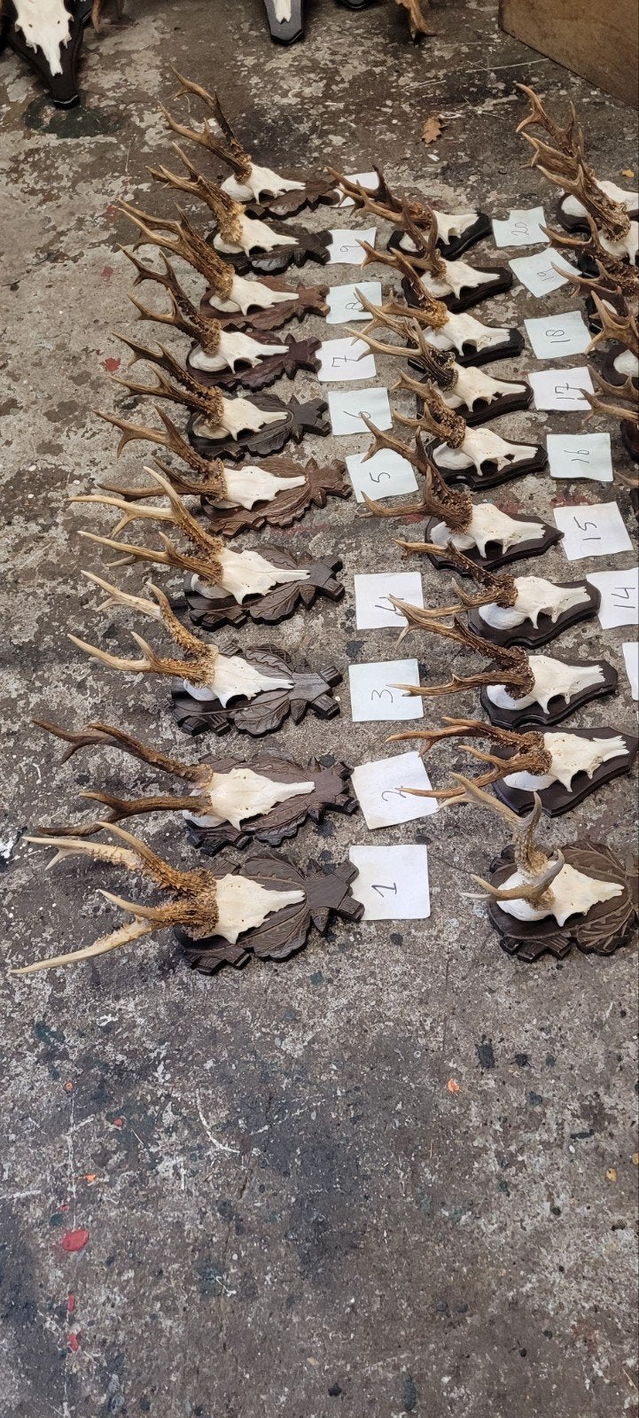 ree 6 ender gewei geweien geweitjes jacht jagen Veluwe, Verzamelen, Ophalen of Verzenden, Gebruikt, Hert, Gewei of Kop