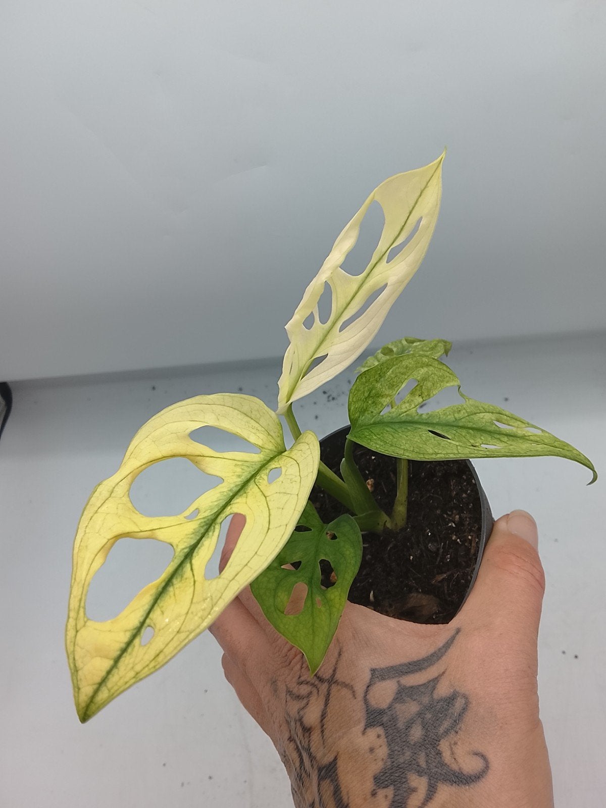 Monstera Archipelago Swedish Ghost plant, Ophalen of Verzenden, Halfschaduw, Minder dan 100 cm