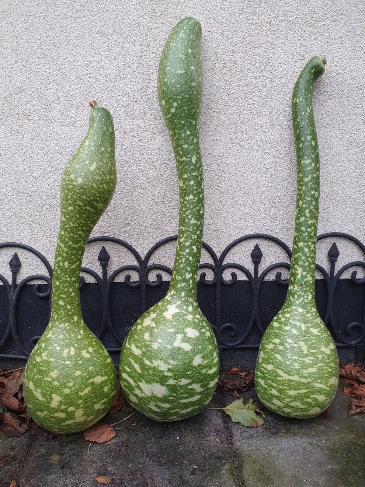 Decoratieve Kalebas Flespompoen - Unieke Tuindecoratie, Ophalen, Volle zon, Groenteplanten, Eenjarig