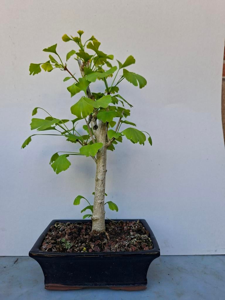 Bonsai, Bloeit niet, Halfschaduw, Minder dan 100 cm, Overige soorten