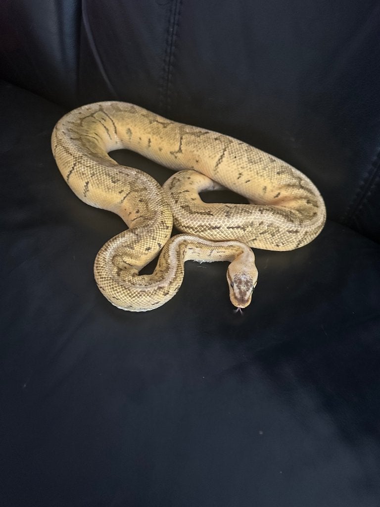 2.1 koningspythons te koop Ball Python - male for sale from AndreaG