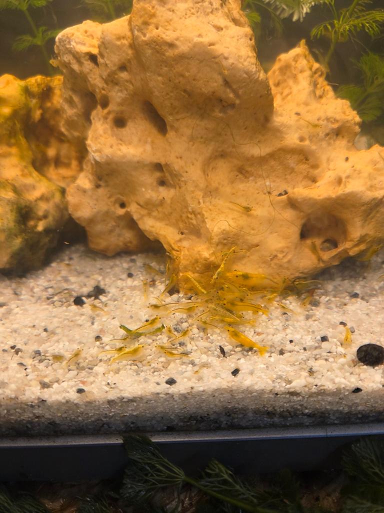 Gele citroen garnalen, Dieren en Toebehoren, Vissen | Aquariumvissen, Kreeft, Krab of Garnaal